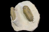 Two Beautiful Crotalocephalina Trilobites - Atchana, Morocco #146612-1
